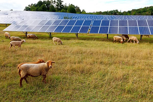 Rural Renewable Energy Development Project